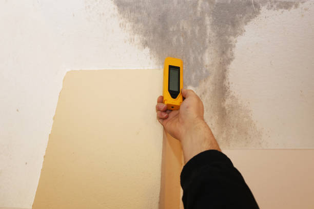 Best Mold Removal for HVAC Installations  in New Hope, MN