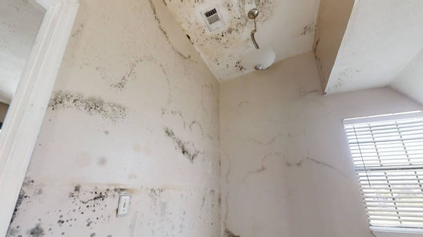 Best Real Estate Mold Inspection  in New Hope, MN