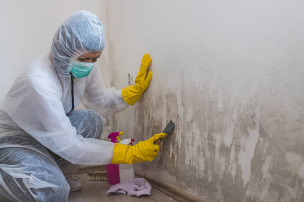 Best Commercial Mold Inspection  in New Hope, MN