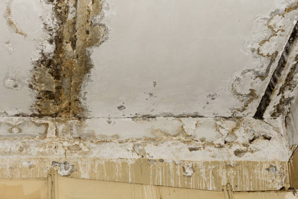 Best Mold Documentation for Insurance Claims  in New Hope, MN