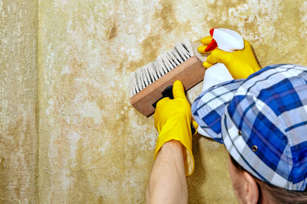 Best Basement Mold Removal  in New Hope, MN