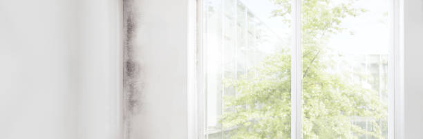 Best HVAC Mold Inspection and Cleaning  in New Hope, MN
