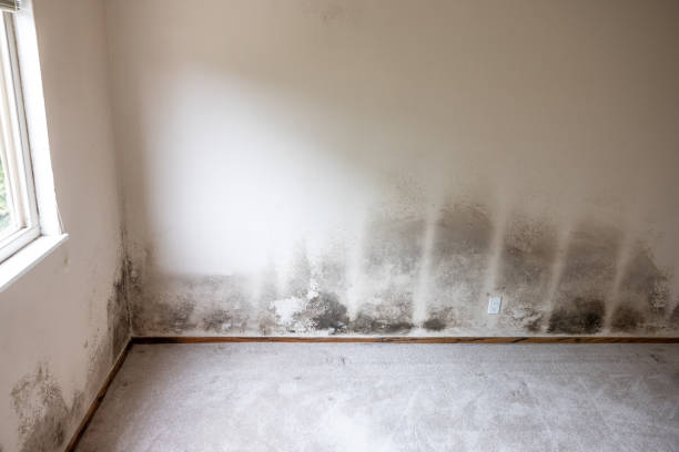 Best Forensic Mold Investigation  in New Hope, MN