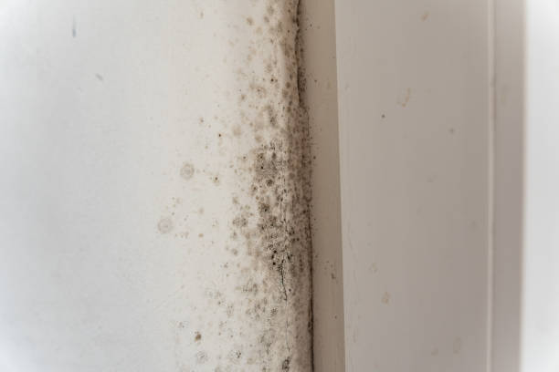 Best Post-Construction Mold Inspection  in New Hope, MN