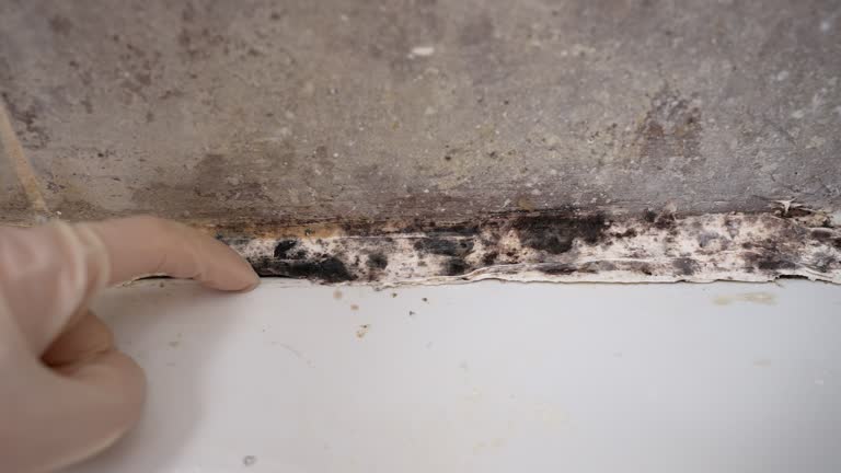 Best Industrial Mold Remediation  in New Hope, MN