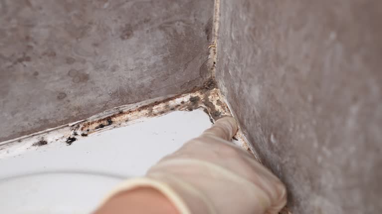 Best Mold Remediation for Healthcare Facilities  in New Hope, MN