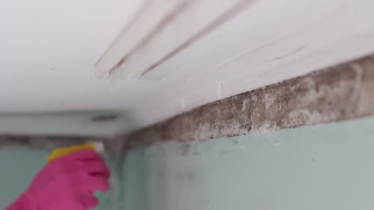 Best Black Mold Removal  in New Hope, MN