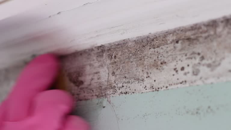 Mold Documentation for Insurance Claims in New Hope, MN